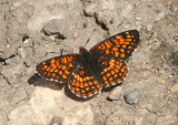 Chlosyne palla; Northern Checkerspot; male