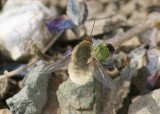 Systoechus Bee Fly species