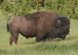 American Bison