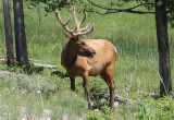 Elk; young bull