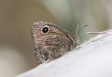 Cercyonis oetus; Small Wood-Nymph