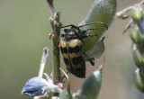 Judolia gaurotoides; Flower Longhorn Beetle species