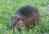 American Beaver