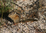 Least Chipmunk
