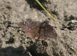 Erynnis persius; Persius Duskywing; male