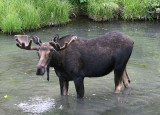 Moose; young bull