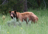 Young Grizzly Bear
