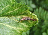 Neoxabea bipunctata; Two-spotted Tree Cricket; female fifth instar nymph