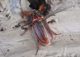 Polyphylla hammondi; Lined June Beetle species