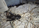 Gryllus pennsylvanicus; Fall Field Cricket; male