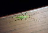 Oecanthus fultoni; Snowy Tree Cricket