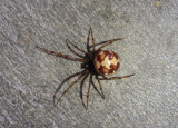 Steatoda triangulosa; Cobweb Spider species