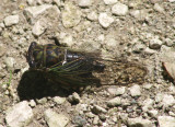 Tibicen robinsonianus; Robinsons Annual Cicada