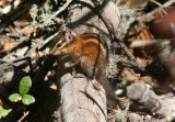 Sonoma Chipmunk