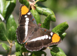 Adelpha californica; California Sister