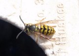 Vespula pensylvanica; Western Yellowjacket