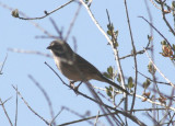 Bells Sparrow