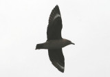 South Polar Skua