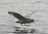 Northern Fulmar; dark morph