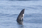 Northern Right Whale Dolphin