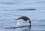Northern Right Whale Dolphin