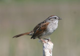 Swamp Sparrow; breeding
