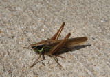 Metrioptera roeselii; Roesel's Katydid; exotic