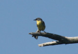 Kirtlands Warbler; male