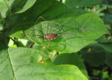 Opiliones Harvestmen species