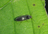 Limonius Click Beetle species