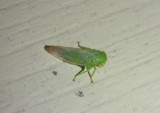 Idiocerus pallidus; Leafhopper species