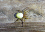 Araniella displicata; Six-spotted Orb Weaver