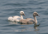 Mute Swans; juveniles; exotic
