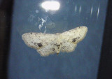 7126 - Idaea dimidiata; Single-dotted Wave