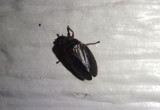 Prosapia bicincta; Two-lined Spittlebug; dark form
