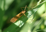 Bittacus occidentis; Hangingfly species