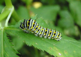 Papilio polyxenes; Black Swallowtail Caterpillar