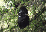 Melanactes piceus; Click Beetle species