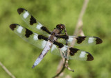 Libellula pulchella; Twelve-spotted Skimmer; male