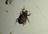 Conotrachelus elegans; Weevil species