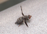 Callopistromyia strigula; Picture-winged Fly species