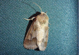 11141 - Schinia thoreaui; Thoreaus Flower Moth 