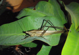 Neoconocephalus Common Conehead Katydid species