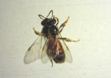 Lasioglossum texanum; Texas Nocturnal Sweat Bee; female