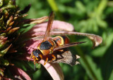 Euodynerus hidalgo; Mason Wasp species