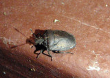 Amaurochrous dubius; Stink Bug species