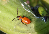 Oncopeltus fasciatus; Large Milkweed Bug nymph