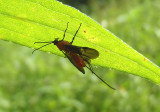 Agathidinae Braconid Wasp species