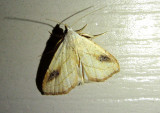 8404 - Rivula propinqualis; Spotted Grass Moth