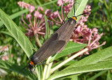 8267 - Cisseps fulvicollis; Yellow-collared Scape Moths